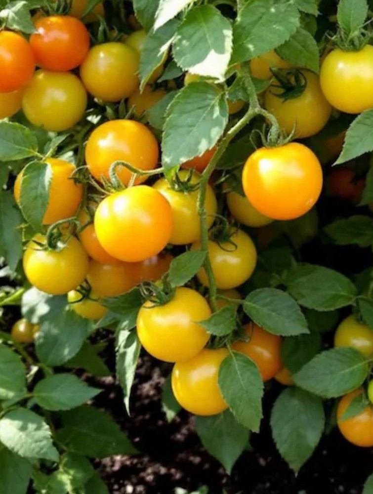 Lot of 2 SUN SUGAR YELLOW GOLDEN TOMATO LIVE PLANTS 6 to 10 inches 60+ Days Old