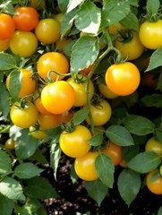 Lot of 2 SUN SUGAR YELLOW GOLDEN TOMATO LIVE PLANTS 6 to 10 inches 60+ Days Old