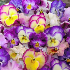 150+ Pansy Seeds (Viola) – Fragrant, Flower Seeds, Annual Seeds, Garden Seeds