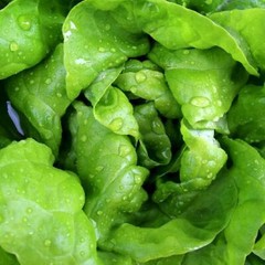 Bibb Lettuce Seeds | Butterhead Type | Heirloom / Non-GMO | Free Shipping | 1103