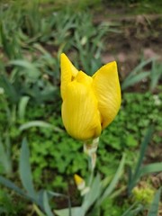 15 Iris Fresh Bearded Iris Rhizomes Mixed Varieties