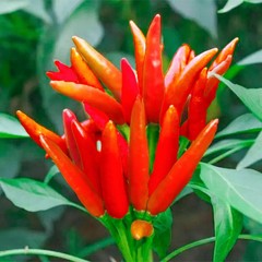 Grow More Pro 20-20-20 General Purpose Fertilizer with Micronutrients FAST SHIP
