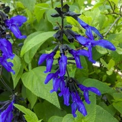 Salvia ‘Black and Blue’ – Tender Perennial – Live Starter Plant-FREE SHIPPING!!!