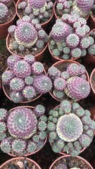 Multi Heads Rebutia rauschii Zecher Succulent Plant Garden Décor Boutique 6-8CM