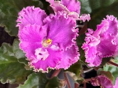 African Violet Plant Optimara Everglory Standard Big Starter Prolific Bloomer!