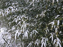(6) Black Bamboo Rhizomes – Cold-Hardy, Evergreen – Privacy Screen, Fast-Growing