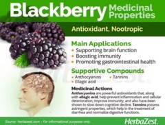 Blackberry Seeds Homegrown Edible Garden Berry Bush Organic Fruit NonGMO TX USA