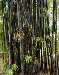 Black Timber Bamboo Nigra Daikokuchiku California Giant Bare Root Plant Rhizome