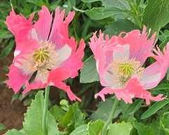 1,000 Rare Afghan Laciniated Poppy Seeds P. Somniferum Fringed & Serrated Blooms