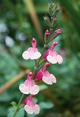 80 Seeds CLARY Seeds, SALVIA Pink Sunday FLOWER SEEDS G43, PINK PERENNIAL FLOWER