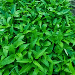 Fresh Water Spinach Seeds | Kangkong | Heirloom Non-GMO | Asian Vegetable Seeds