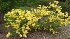 LEMON LIGHTS~Aromi Azalea Rhododendron Hybrid~STARTER Plant~MAY BE DORMANT!