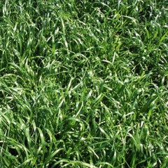 Annual Rye Grass Lawn Seed Cool Season Pasture Forage Cover Crop Erosion