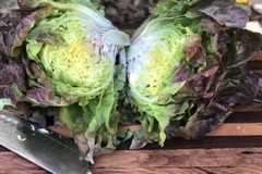 500+ Marvel of Four Seasons Lettuce Seeds, OLD FRENCH FAVORITE,HEIRLOOM, NON-GMO