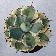 8CM Succulent Cactus Agave Plant Agave Isthmensis Variegated Home Garden Plant