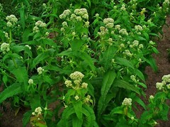 300 Common Boneset Seeds – Eupatorium perfoliatum – None-GMO Medicinal Herb