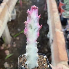 8CM Succulent Cactus Plant Euphorbia Trigona Rubra Red Variegata Cactaceae Plant