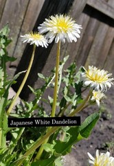Japanese White Dandelion Seeds RARE 10 Organic Seeds *FREE SHIPPING*