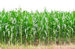 50 BLUE POPCORN Blue Kernels Pop White Corn Zea Mays Vegetable Seeds *Flat Ship