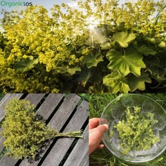 Organic LADY’S MANTLE Herb Tea Dried Alchemilla Vulgaris Wild Harvest 25 – 200g