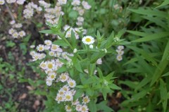 1/4 TSP + ANNUAL FLEABANE DAISY SEEDS/Erigeron annuus/NATIVE US