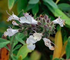 Salvia apiana | White Sage | White Sacred Sage | Bee Sage | 100 Seeds