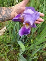 15 Iris Fresh Bearded Iris Rhizomes Mixed Varieties