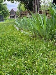 3 Bearded Iris “Poshy Purple” White Yellow Root Rhizome Bulb Live Plant Flower
