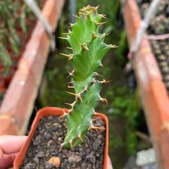 3PCS 8CM Succulent Cactus Plant Euphorbia Groenewdi Cactaceae Home Garden Plant
