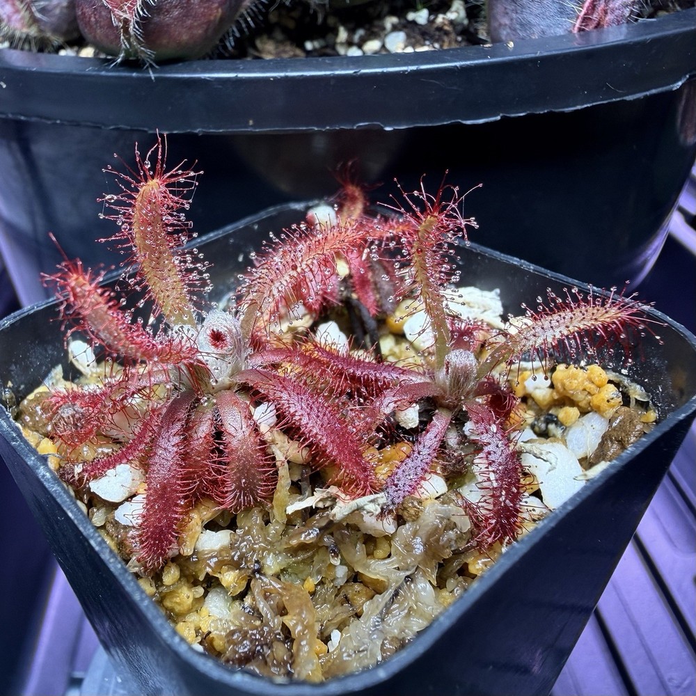 Drosera Graomogolensis 3 Plants Potted. Large, Easy Care Species
