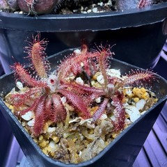 Drosera Graomogolensis 3 Plants Potted. Large, Easy Care Species