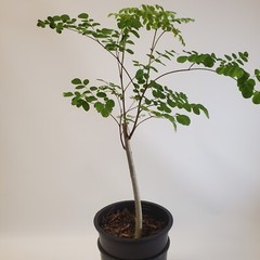 2-3ft Grown Moringa Oleifera Potted Tree 6 Months Old Nutritious Edible Leaves