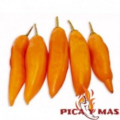 30 AJI LEMON CHILLI PERU CEVICHE CHILLI SEEDS SEEDS 100% GUARANTEED
