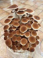 Mushroom liquid culture syringe 5-pack, mix&match