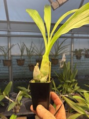 Monnierara Millennium Magic ‘Witchcraft’ FCC/AOS – Near True Black Flower