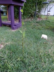 Fall Special MOSO Live Bamboo Root 6pc per order, 5 inches or longer each.