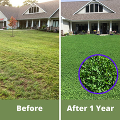 Dutch White Clover Seed, Organic Coated, Eco-Friendly, Low Maintenance