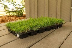 Zoysia Sod Plugs – Large 3″ x 3″ Plugs – Drought, Salt & Shade Tolerant Turf…