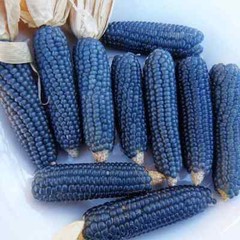 Amish Blue Popcorn Seeds (50) / ORGANIC / DELICIOUS / SUPER RARE