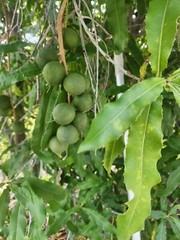 Fresh Macadamia Nuts in shell from California (5 LBS)