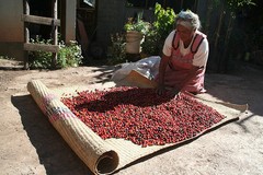 Mexican Oaxaca Coffee Beans Dark Roasted Daily 2 Bags 1 Pound Each