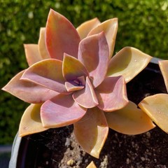 Rare Succulent Pink Graptoveria Dusty Easy Care Rooted Live Plant 3-Inch