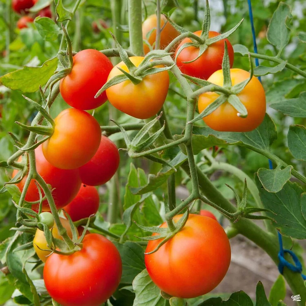 Stupice Tomato Seeds, Cold Tolerant Early Tomato, NON-GMO, Heirloom, FREE SHIP