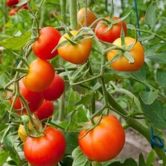 Stupice Tomato Seeds, Cold Tolerant Early Tomato, NON-GMO, Heirloom, FREE SHIP
