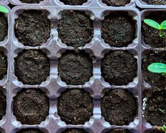 20+ Watermelon Seedss (Citrullus lanatus) Bundling 4 Cultivar Garden Package