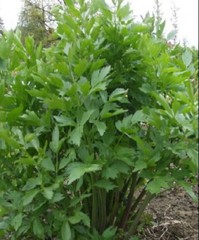 Lovage, Levisticum officinale, Maggi Herb, NON-GMO, Variety Sizes, FREE SHIPPING