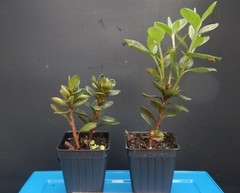 ~~ENCORE AUTUMN FIRE~~Azalea Deciduous Well Rooted Starter Plant~~DEEPEST RED!