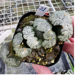 Haworthia Truncata Hybrid Succulent plants potted Home Garden Bonsai 6-8cm