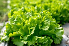 Black Seeded Simpson Leaf Lettuce Seeds, Looseleaf, Heirloom, NON-GMO, FREE SHIP