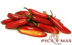SERRANO ROJO 30 SEEDS 100% GUARANTEED SPICY CHILLI CHILLI PEPPER